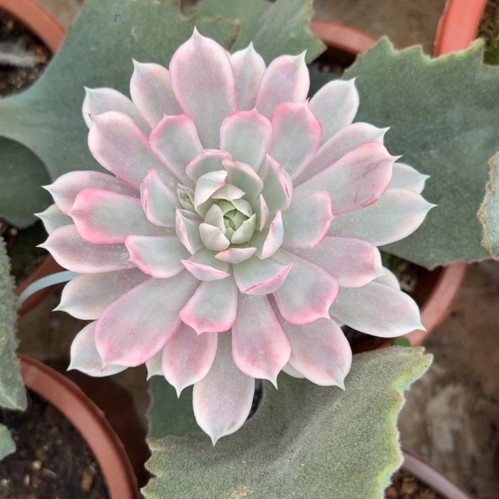 粉蝶嫁接一物一拍