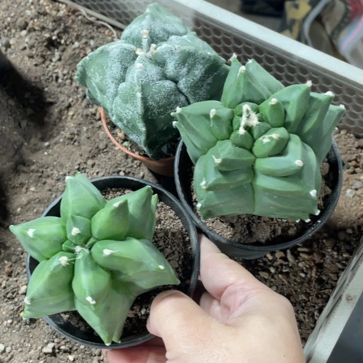 用***7实生三颗带盆发货