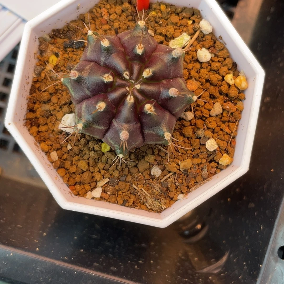 1-103火星侧芽3.8厘米