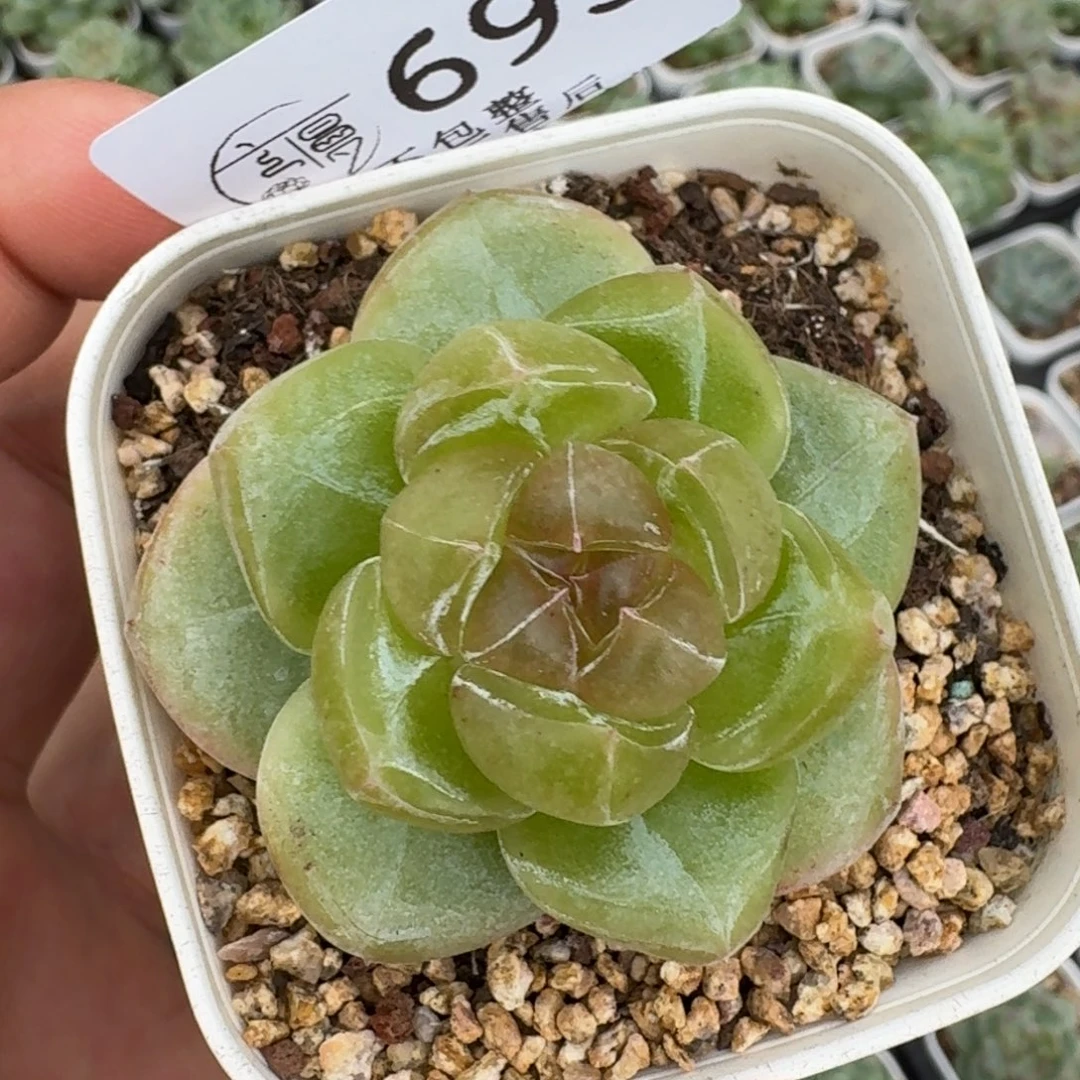 如图693珍妮单头6.5方盆一颗