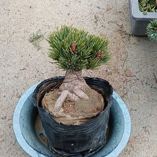 微型大板松盆景那须娘微型