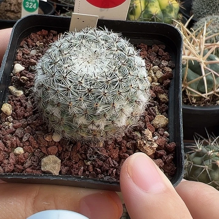 自根雪顶恋山彦3.8cm