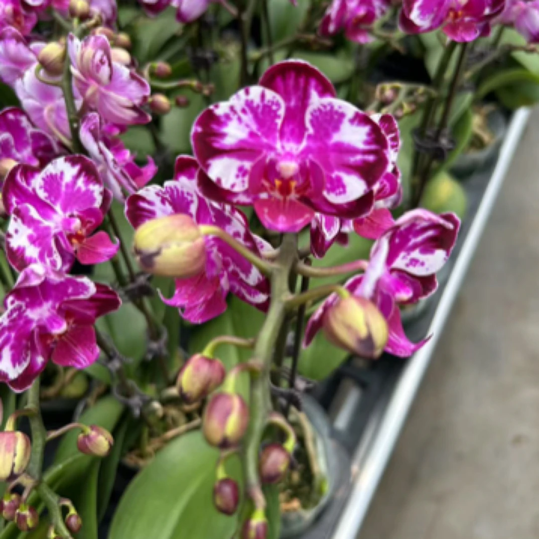 诗坊蝴蝶兰【7067】超稀有品种蝴蝶兰 高端礼品花卉