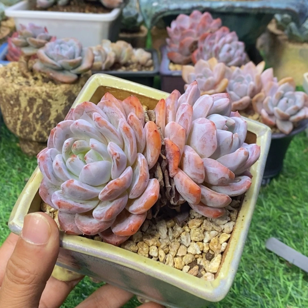 小***铛橙梦露双头一物一拍