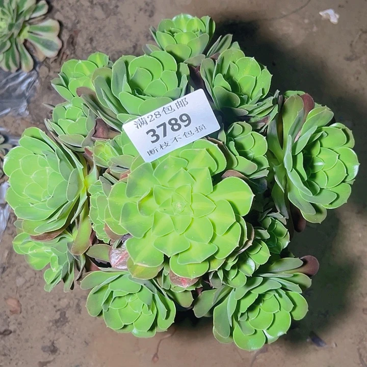 无花朵3789老桩女巫中班多肉植物2号