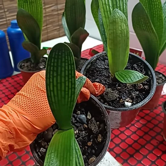 当前无花栽培后可以开花2个花，花