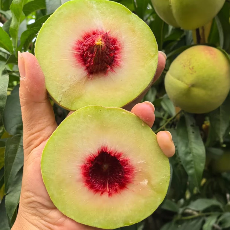【青脆蜜桃】香甜脆口蜜桃