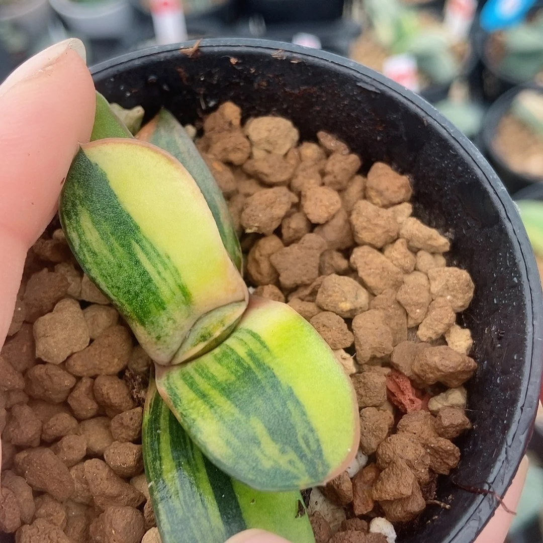 751转实生带盆发货