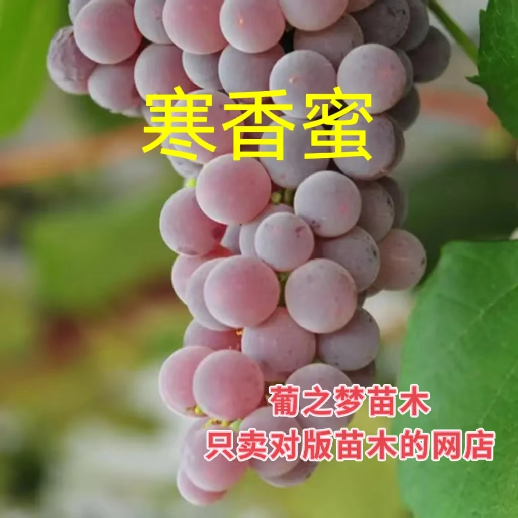 寒香蜜贝达砧，原土原盆带叶发货