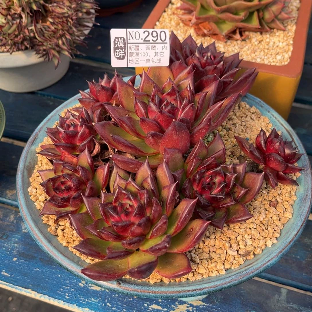 ……………………………………盆