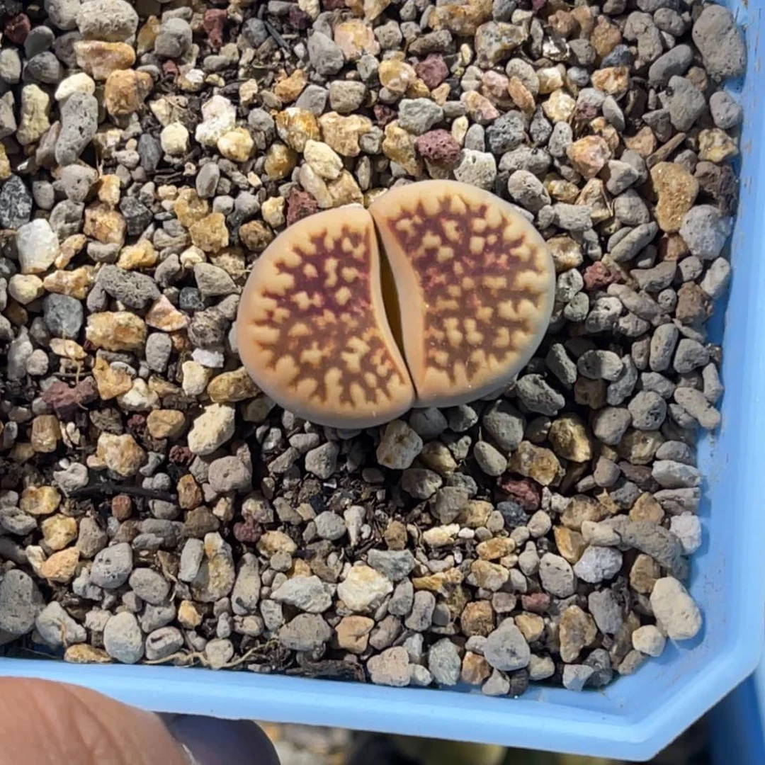 7656花纹玉锦1尺寸2.0