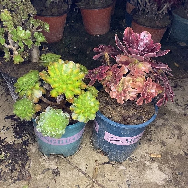 两颗多肉植物039