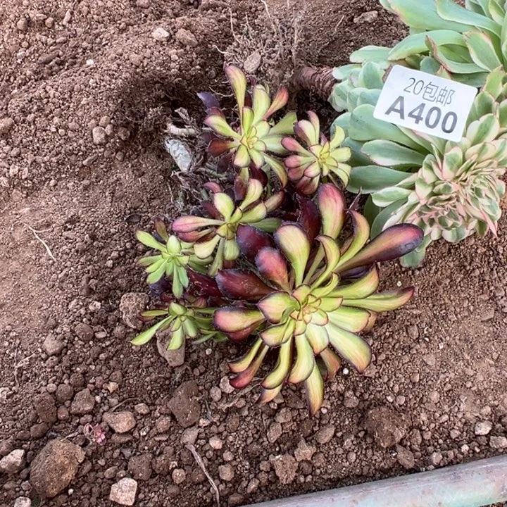 多肉植物400不售后