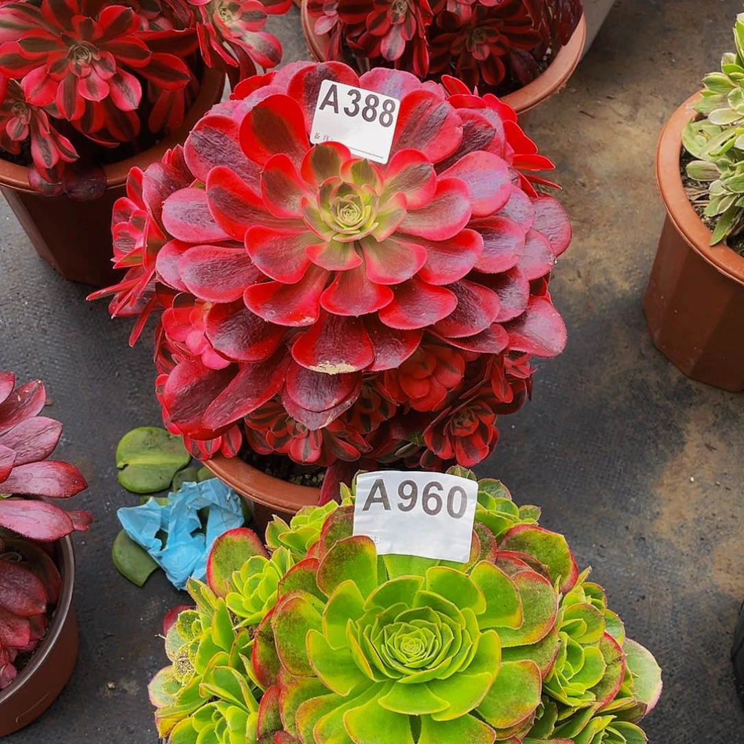 奶白960美杜莎388