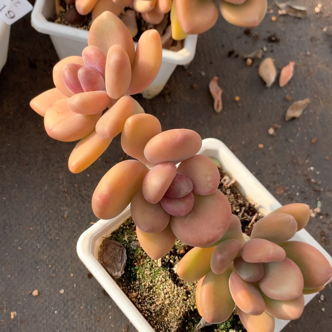 6123.杂交多肉植物基地