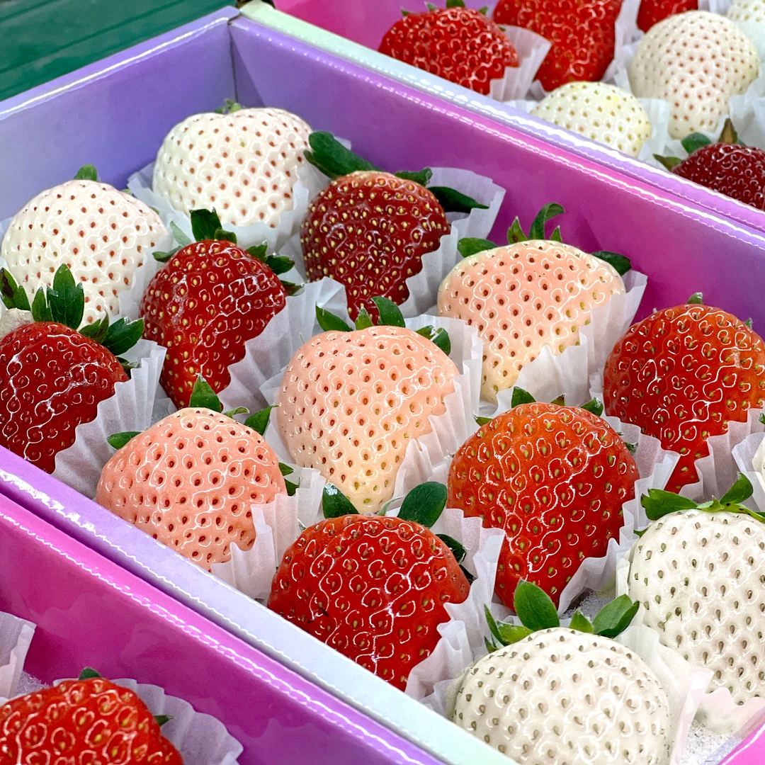 【3色彩莓福利装颜色随机发】丹东彩莓顺丰包邮现早餐轻食