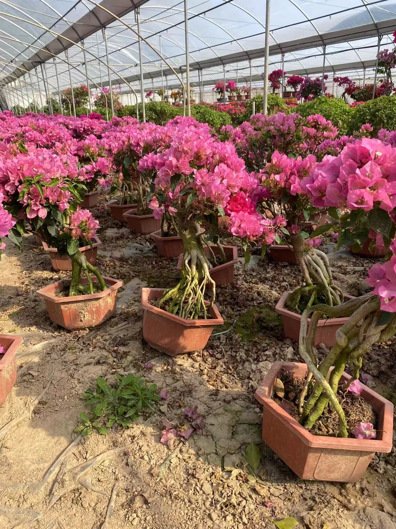 比巴粉提根四季开花阳台庭院好养(基地塑料盆不包损)