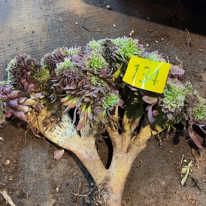多肉植物福利134个