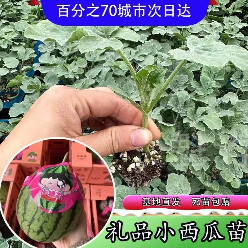 特早熟小型2k西瓜苗秧带土球麒麟8424甜王懒汉西瓜种子盆栽籽寿光