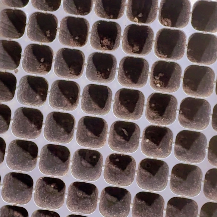 精品苹果奶两米两个