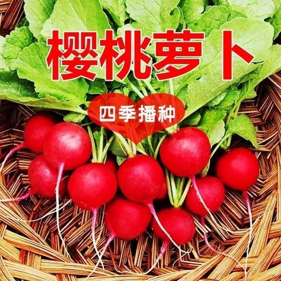 四季樱桃萝卜种子水果生吃红皮白肉小萝卜脆甜多汁新鲜蔬菜阳台lz