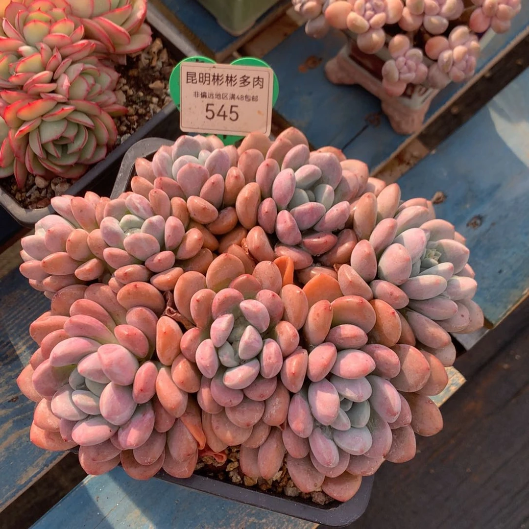 白露老桩无砍平头545