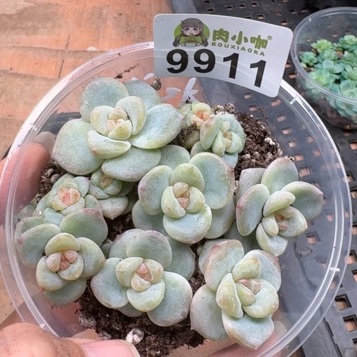 多肉植物多肉植物