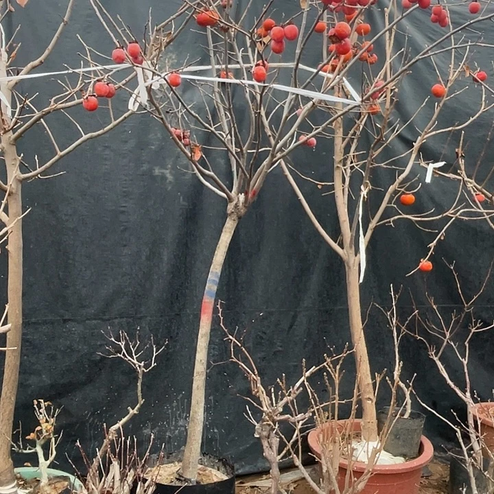 无花朵柿子，梨树，一物一拍