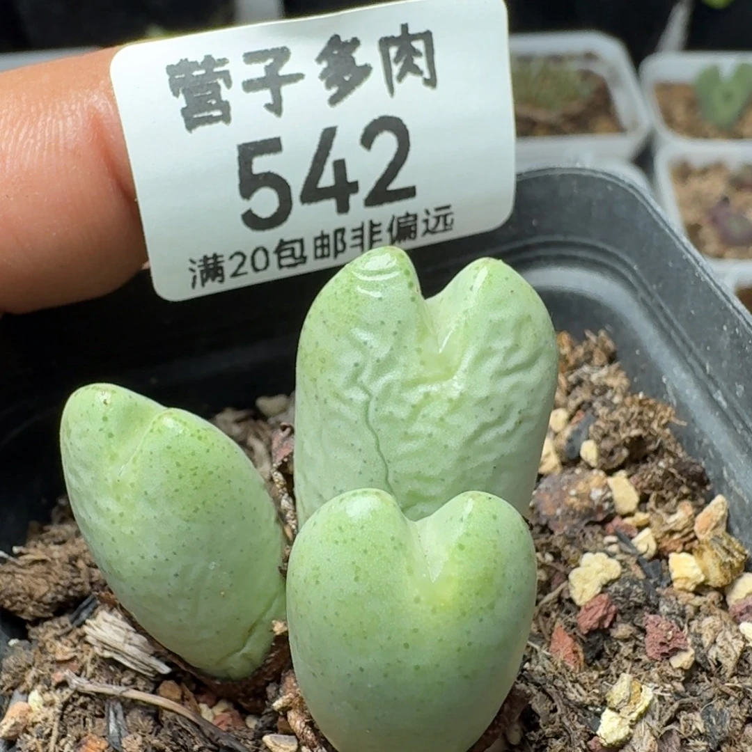 少将带盆土。