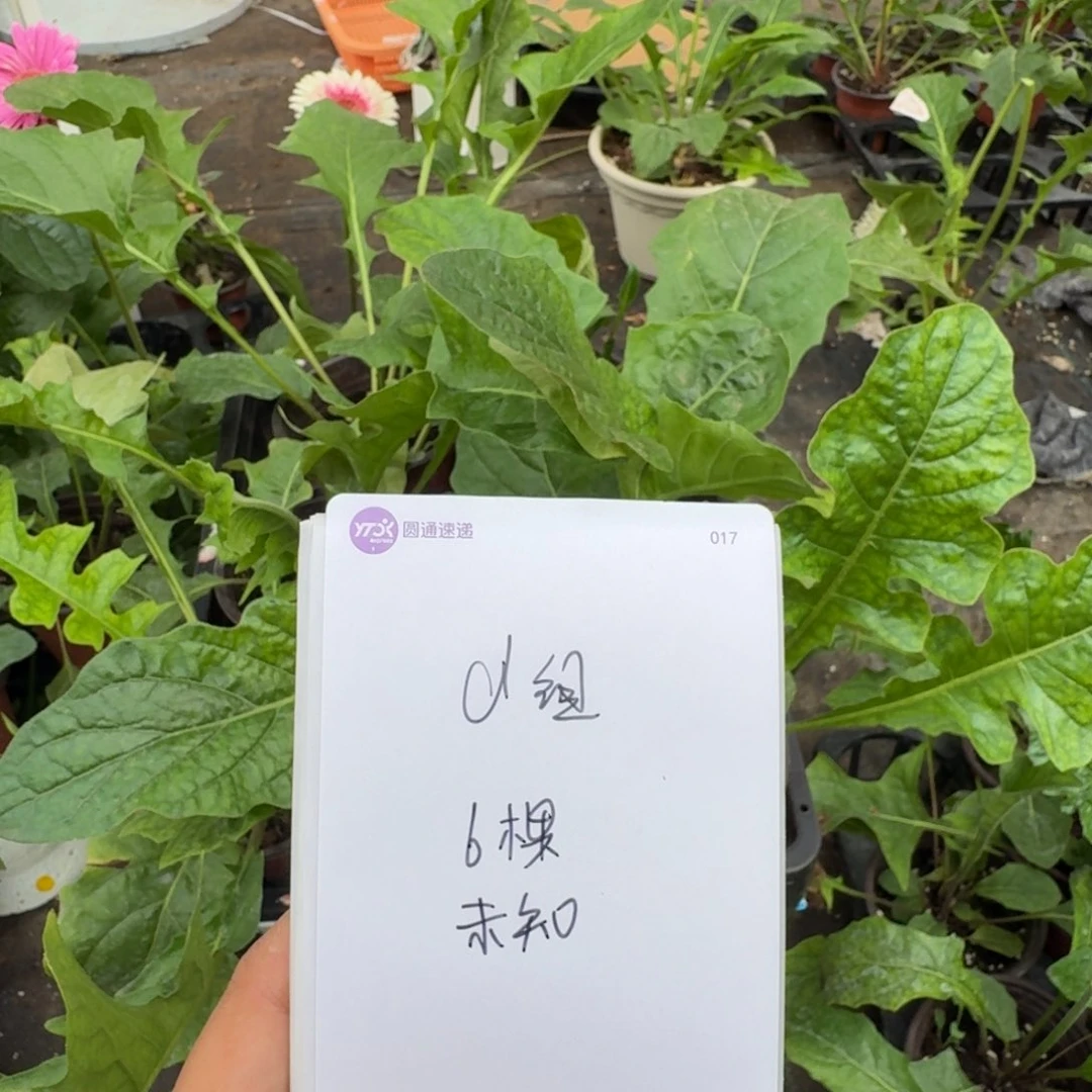 无花朵d组六盆未知品种