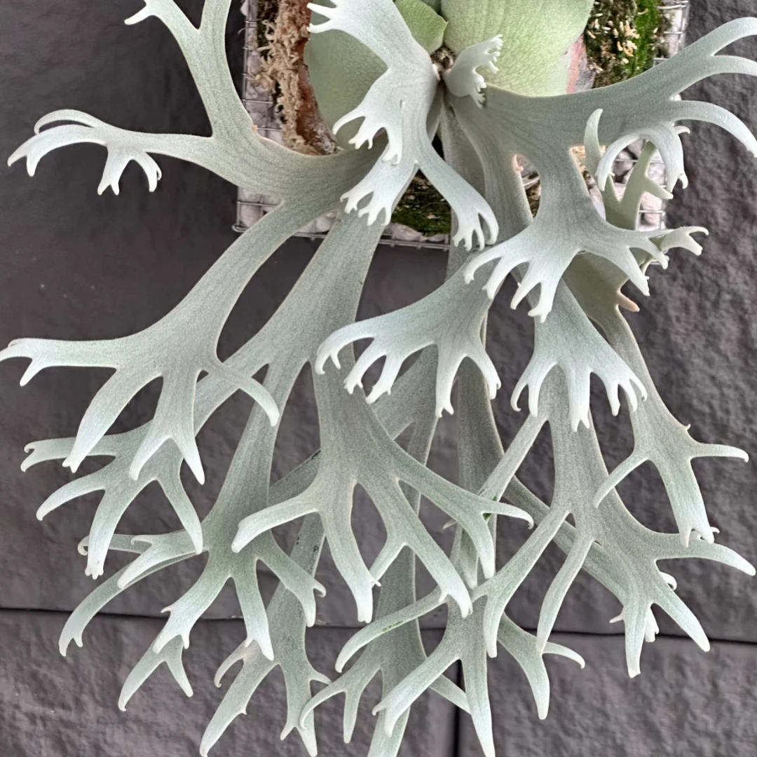 冰霜女孩鹿角蕨/侏儒爪哇鹿角蕨/直播一对一选苗/网红绿植盆栽