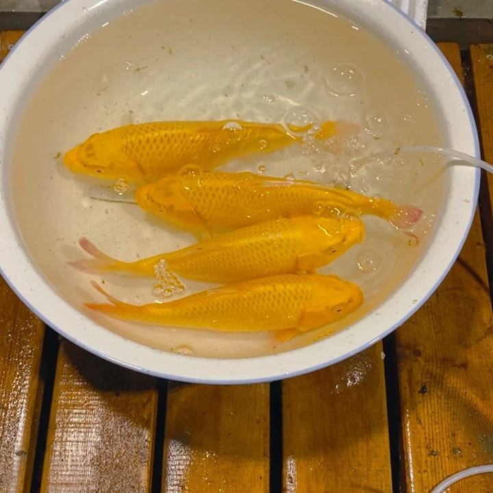 无***畏锦鲤芥子一尾,尺寸10左右