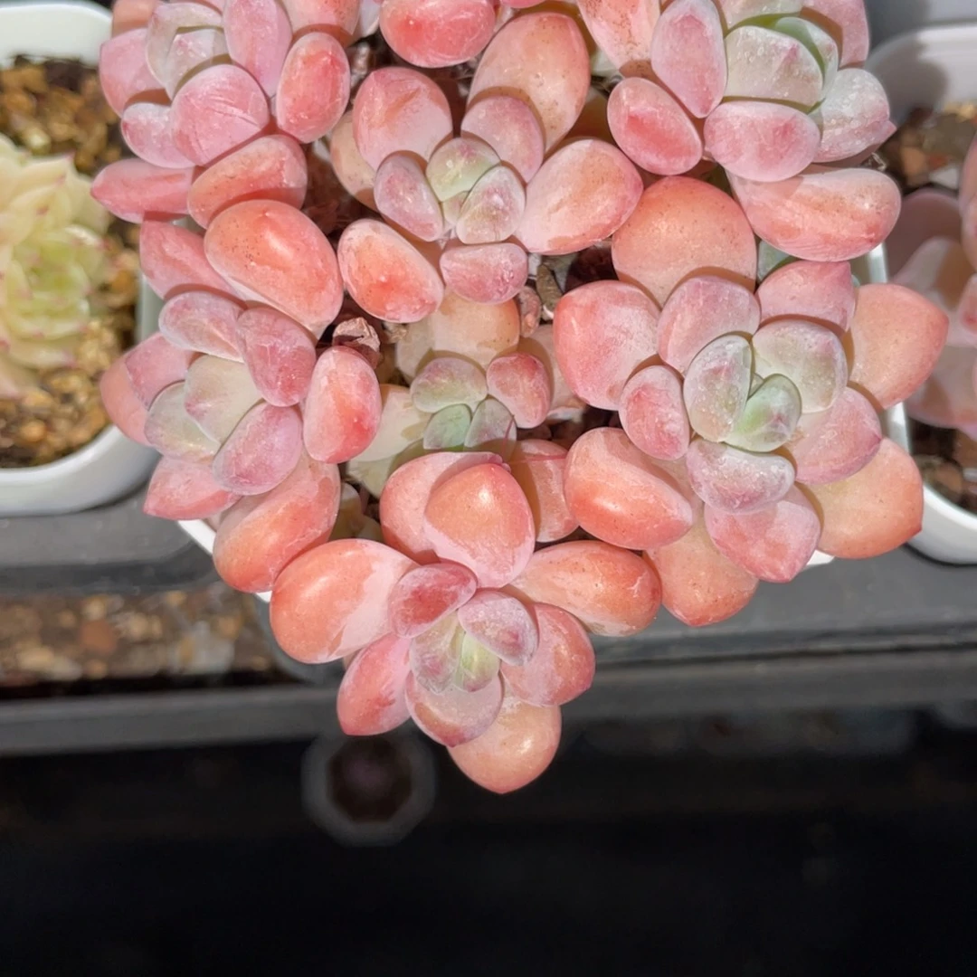 2605老桩福利不包整