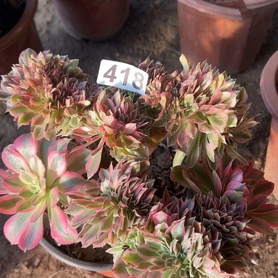 与***进多肉植物一个女巫418