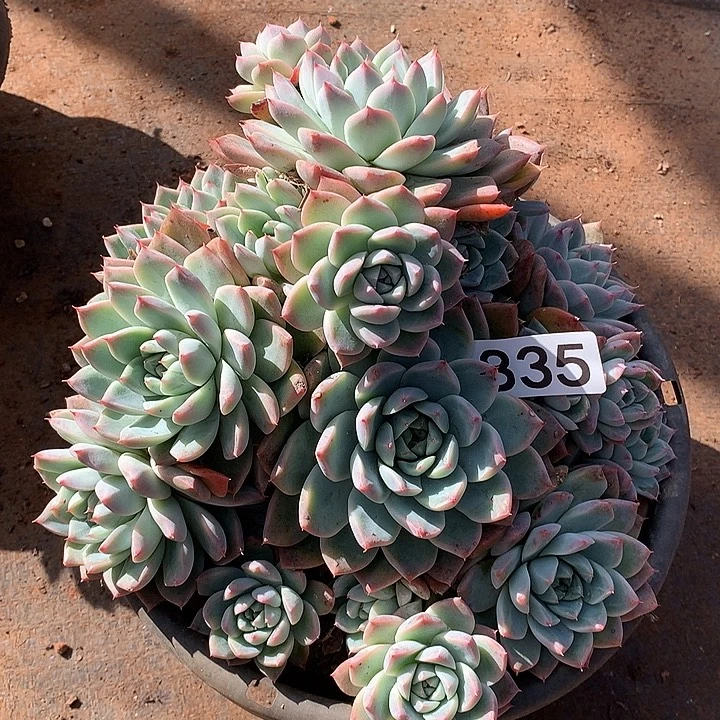 335阿尔巴一物一拍多肉