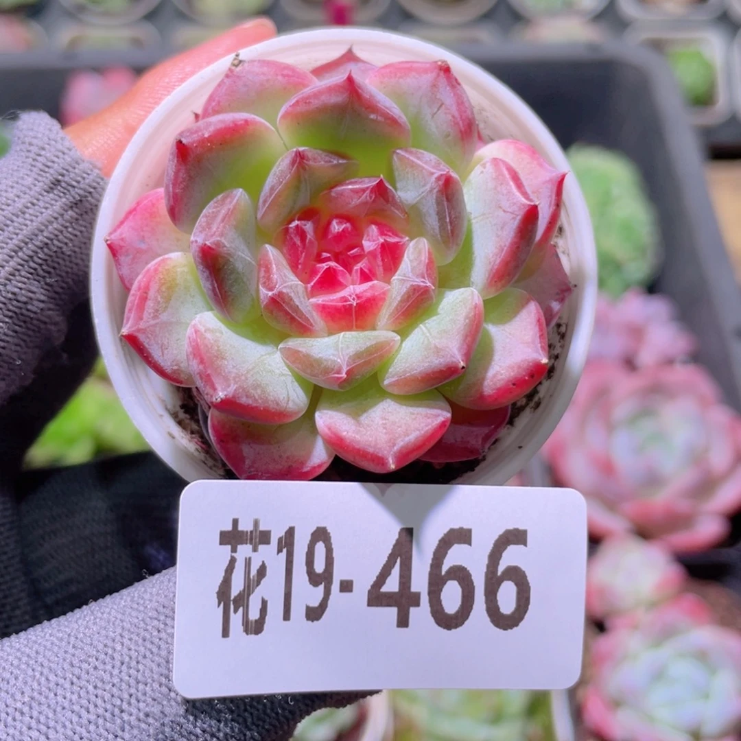 花利美19-466糖心新品
