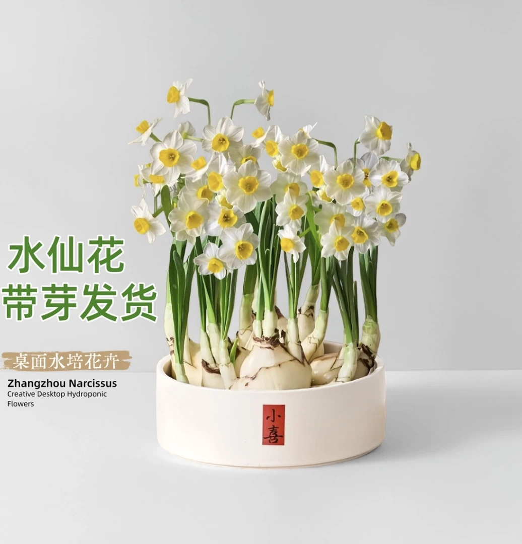 漳州水仙花年宵花盆栽水培水仙花室内桌面办公室客厅观花卉绿植