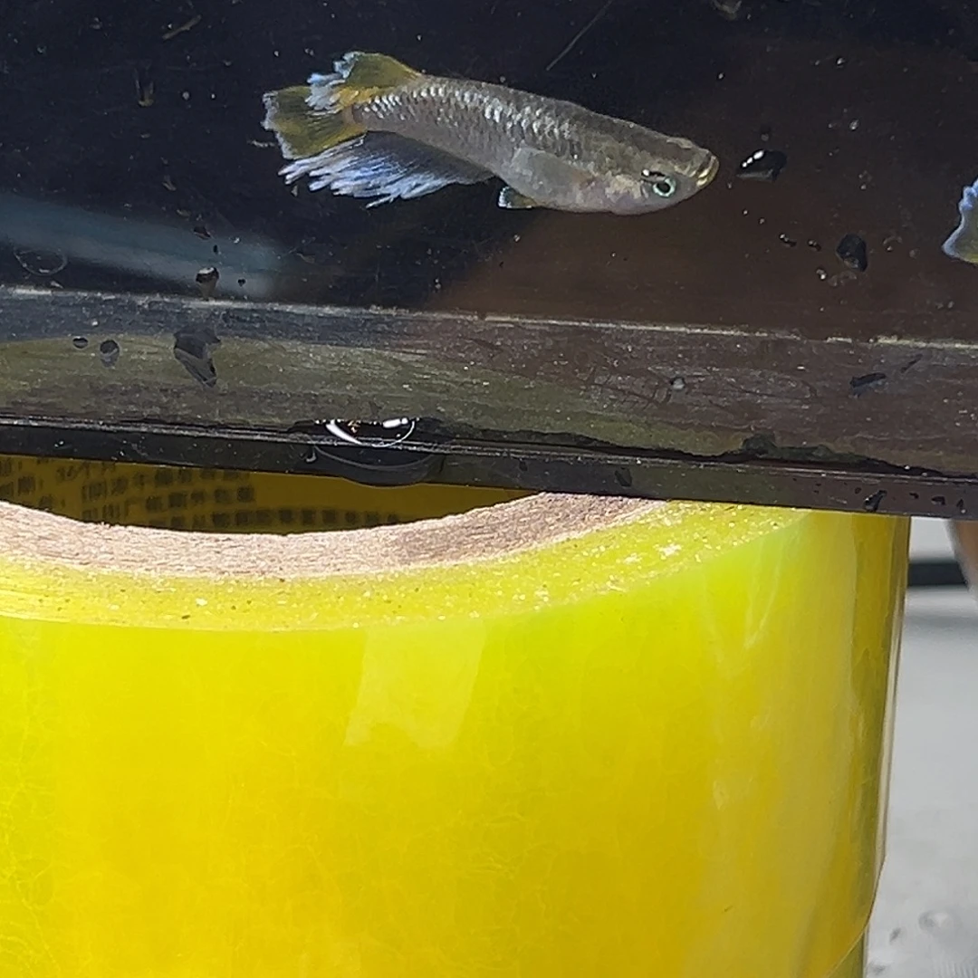 海水奶酪一组22号