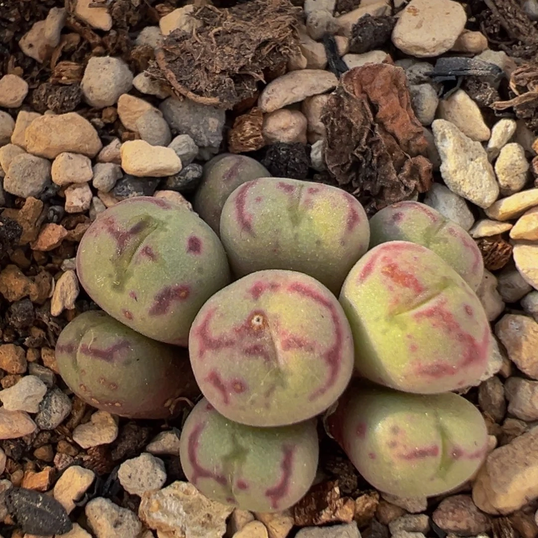 305多肉植物百科植物