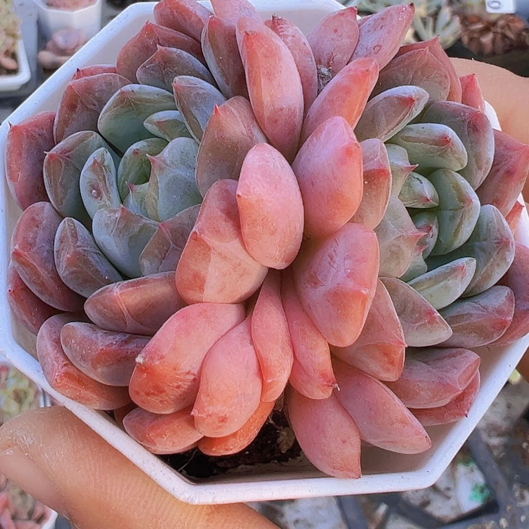 双头包子冰魄19包邮