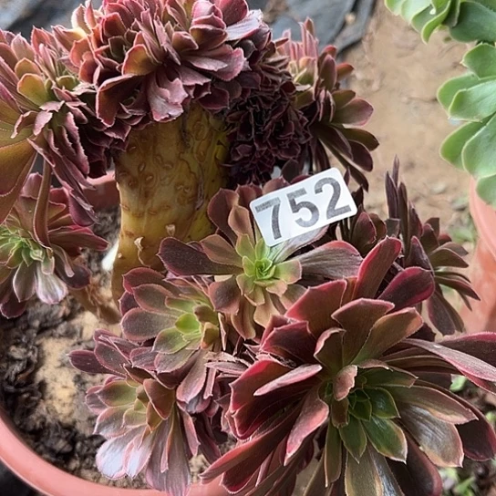 a***店多肉植物一个欧嘉莉
