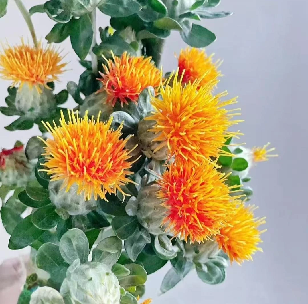 sss级橙菠萝丨高端稀有花材氛围感家居小众美学红花可做干花水培