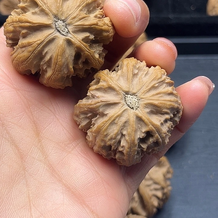 龙***哥核桃秦岭突突突突突突突