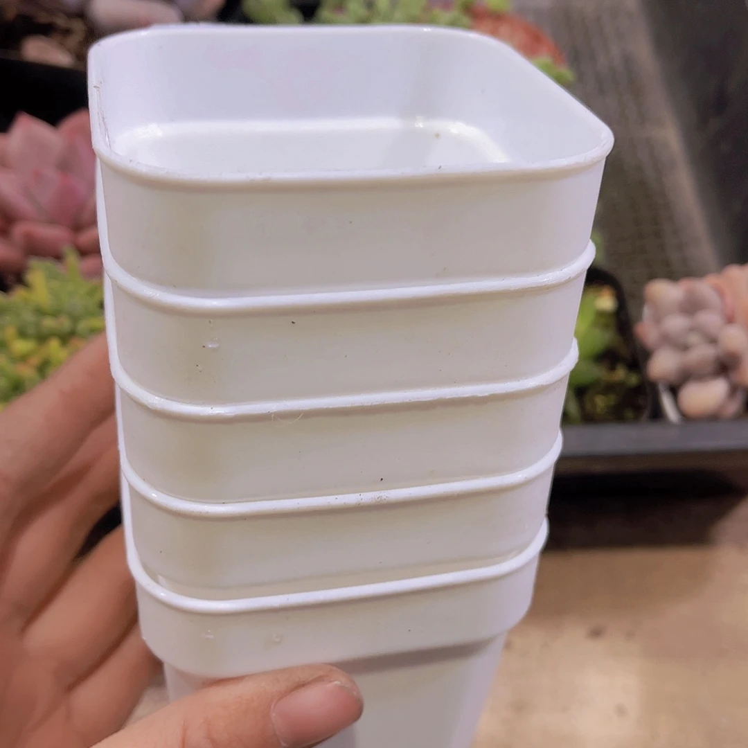 快*鼠多肉盆5个8厘米