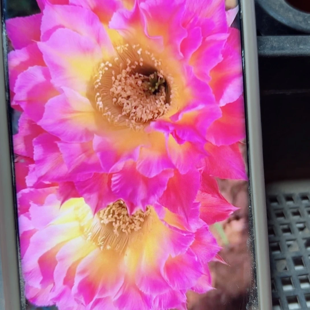 下21彩草萤火虫根7公分左右脱土发货掉侧芽无售后