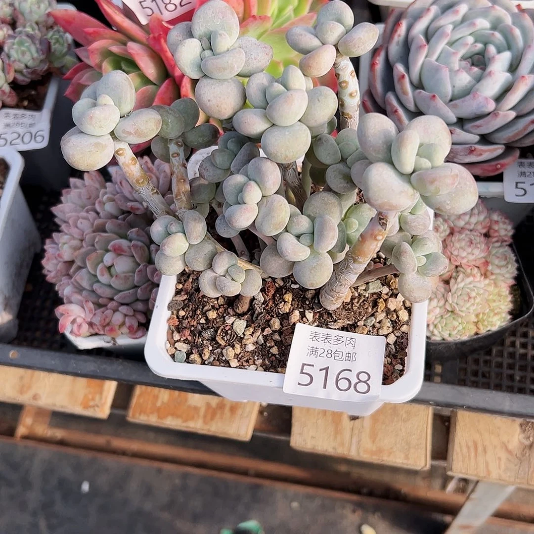 9号盖*哈我们的确是一5168