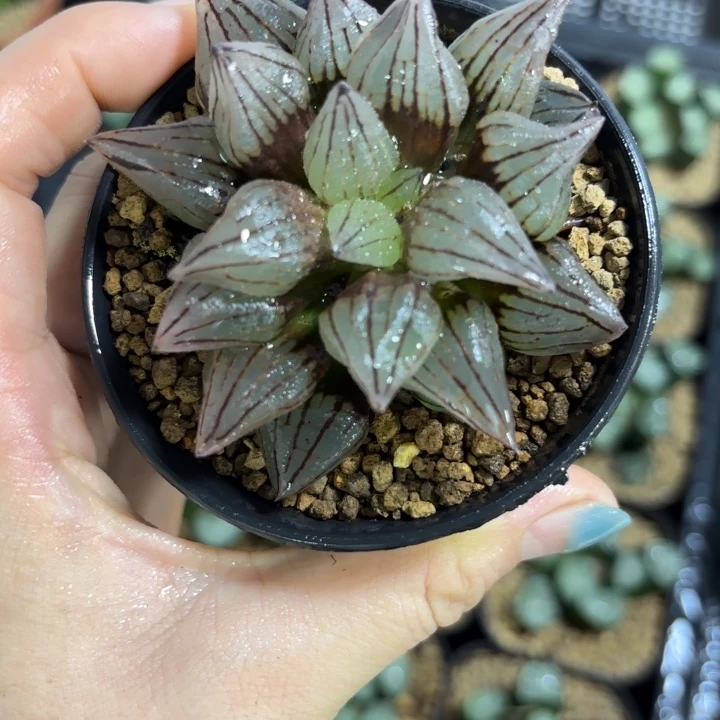 红皮西瓜寿多肉植物