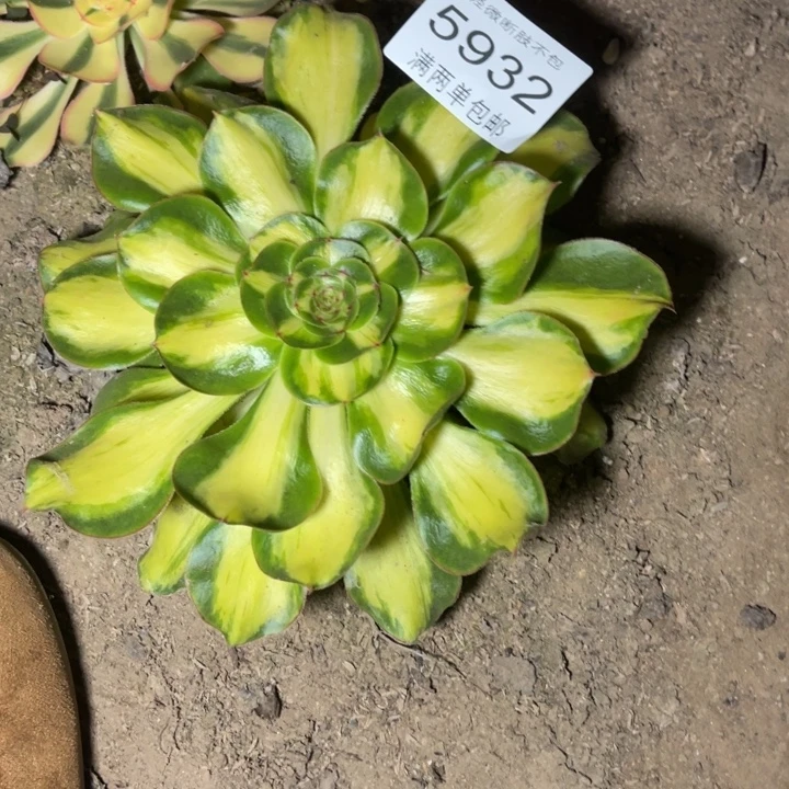 5932暴君的人多肉的