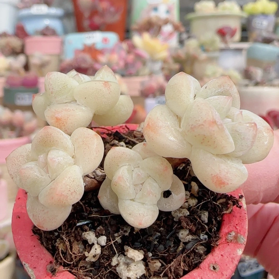 白底飘枝冰玉 盆口3cm