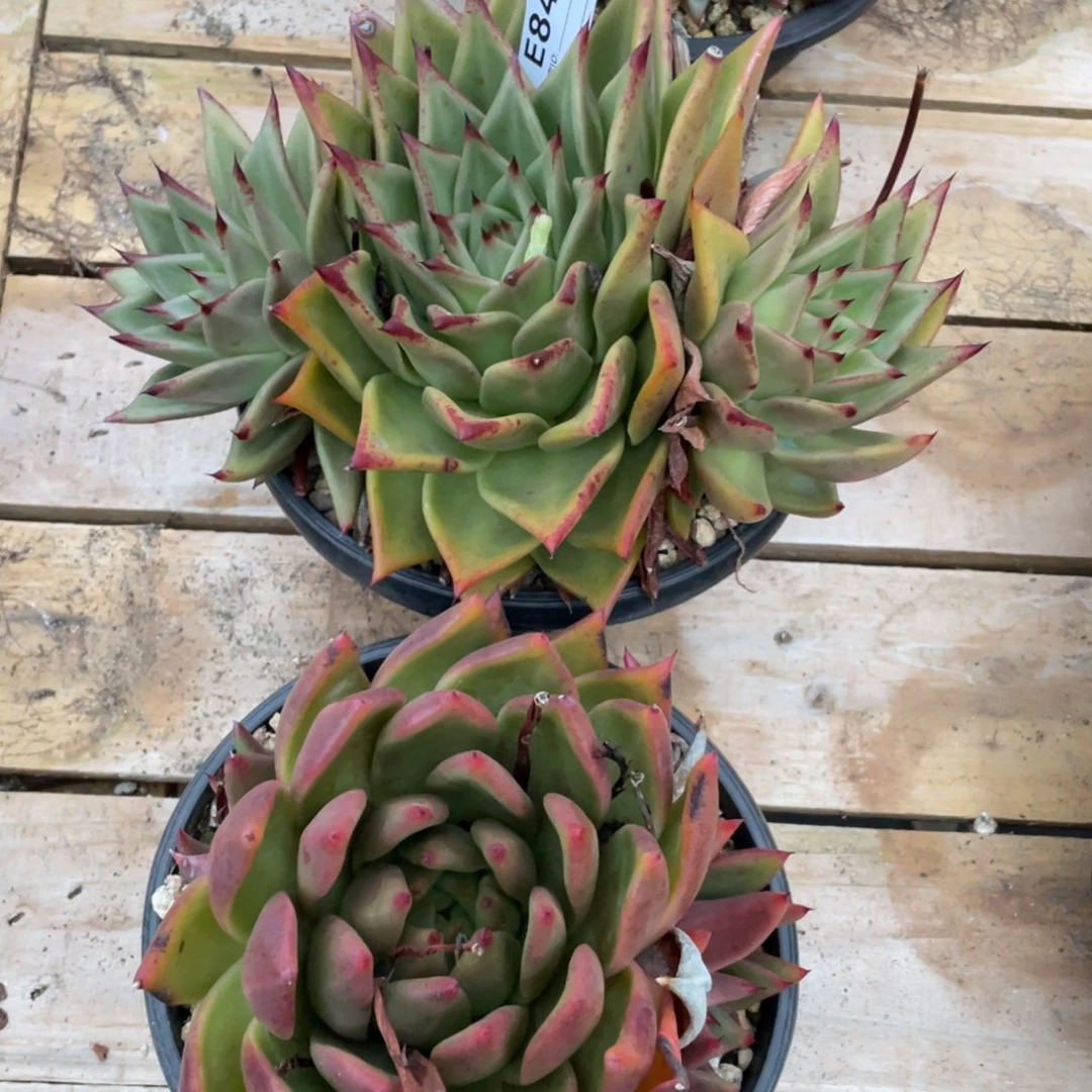 无花朵若如东云组拍E843